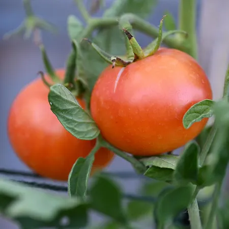 Boutique Bio Casale San Cristoforo *