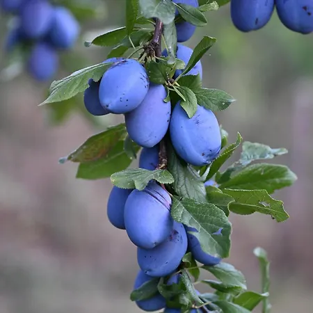 Boutique Bio Casale San Cristoforo *