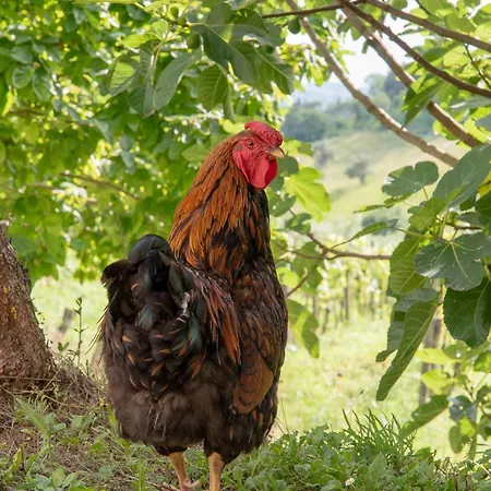 Boutique Bio Casale San Cristoforo Сasa de vacaciones