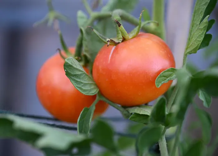 Boutique Bio Casale San Cristoforo *