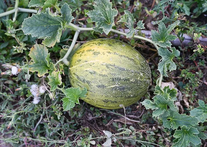 Сasa de vacaciones Boutique Bio Casale San Cristoforo *