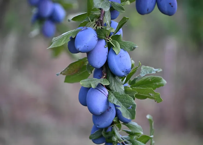 Boutique Bio Casale San Cristoforo *